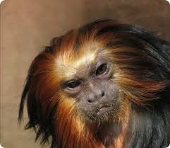 Leontopithecus caissara