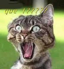 gato%2520sorprendido.jpg