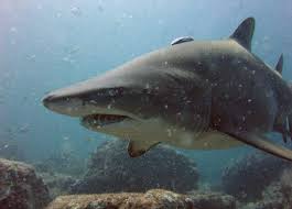 Carcharias taurus (Fuente: