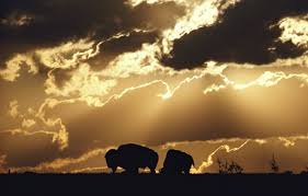 Oklahoma Buffalo