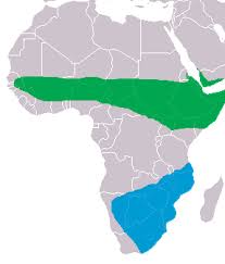 Distribution of Ciconia