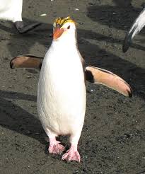 (Eudyptes schlegeli)