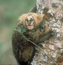 Callithrix flaviceps