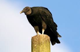 Black Vulture Coragyps atratus