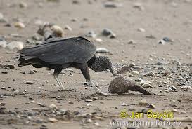 Coragyps atratus Pictures