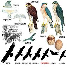 Accipiter nisus