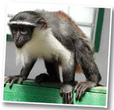 Cercopithecus Diana).