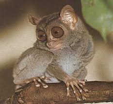Tarsius pumilus