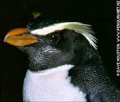 Eudyptes pachyrhynchus