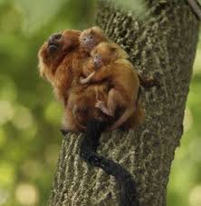 is leontopithecus rosalia.