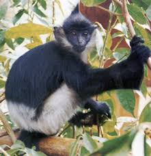 脊叶猴Presbytis melalophos