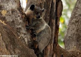 lemur (Lepilemur leucopus)