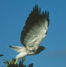 Hawk - Buteo albicaudatus