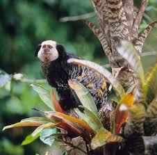 Callithrix geoffroyi