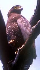Spilornis elgini