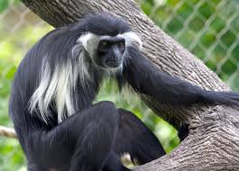 File:Colobus angolensis.jpg