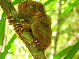 (Tarsius dianae) of