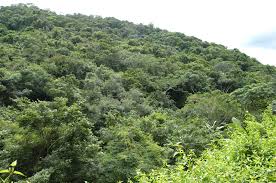 Left: Sugar cane fields are