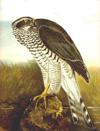 File:Accipiter gentilis