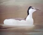 Podiceps taczanowskii