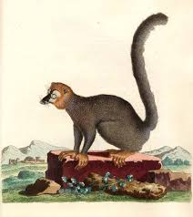 File:Eulemur mongoz