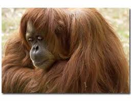 and Pongo pygmaeus