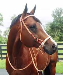 Sidepull (Bit-Less Bridle)