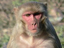 14, 23, 1 to 1, Macaca mulatta