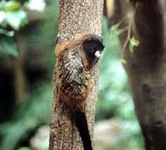 Saguinus fuscicollis