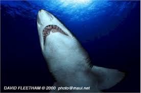 (Carcharias taurus) is