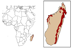 madagascariensis) Taxonomy