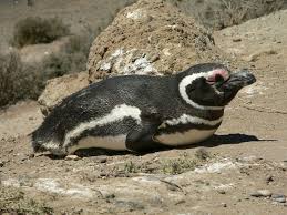 Spheniscus magellanicus