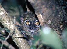 Lepilemur microdon