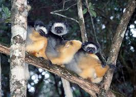 Propithecus diadema