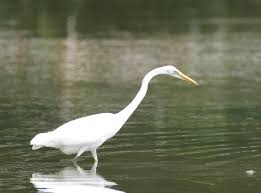 Great Egret- Ardea alba