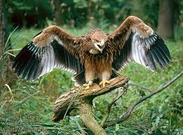 Golden Eagle, Aquila