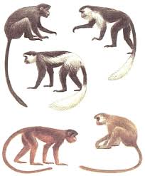 Colobus satanas