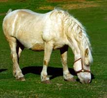 Photo: American Cream draft horse