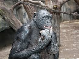 Chimpanzee (Pan paniscus)