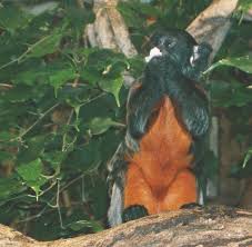 (Saguinus labiatus),