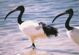 منجلية Threskiornithinae