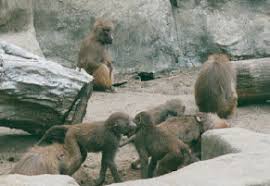 Hamadryas Baboon