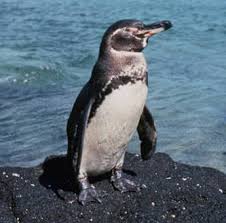 (Spheniscus mendiculus)