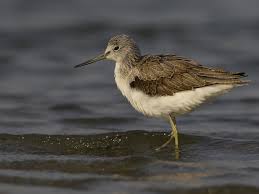 (Tringa nebularia) is a