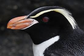 Name: Eudyptes robustus