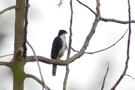 Accipiter melanoleucus,