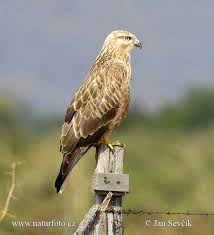 Buteo rufinus Pictures, Buteo