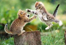 flying-cat-fight.jpg