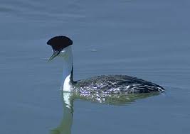 AECHMOPHORUS OCCIDENTALIS