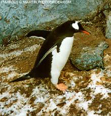 Penguin - Pygoscelis papua